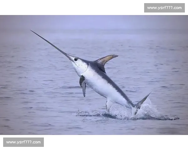 深海王者之战：剑鱼对决鲨鱼的速度力量与生存智慧较量